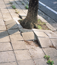 Control of unevenness in a paved road caused by roots of roadside trees