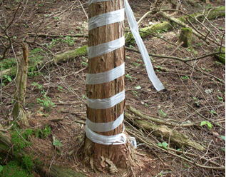 Tree protection tape from animals