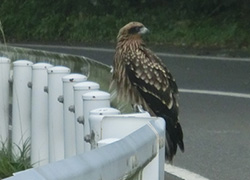 エギング釣行記