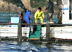 エギング釣行記