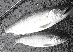 釣行レポート