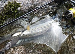 釣行レポート