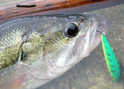 釣行レポート