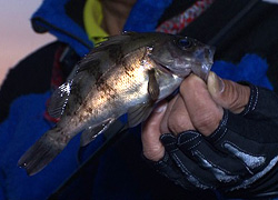 釣行レポート