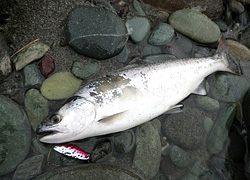 釣行レポート
