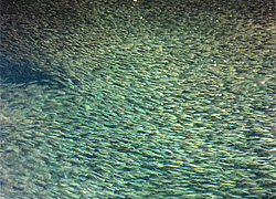 釣行レポート