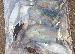 釣行レポート