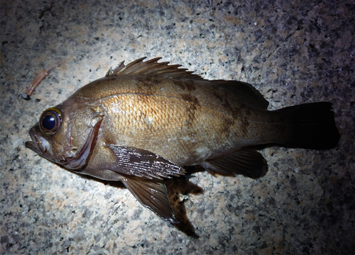 ユニチカフィッシングライン