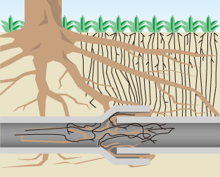 排水管接続部への根の侵入防止