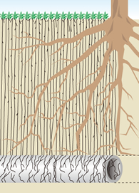 Control of the entry of roots into underground pipes