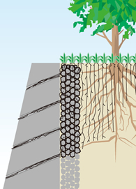 Control of the entry of roots into foundation walls