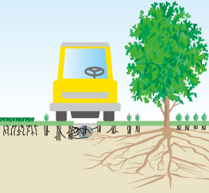 Control of the entry of roots into cart paths in golf courses