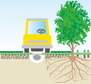 Control of the entry of roots into cart paths in golf courses