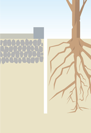 舗道の植栽の根による凹凸の防止