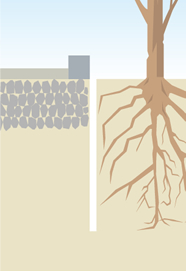 Control of unevenness in a paved road caused by roots of roadside trees