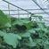 Interior screens in Greenhouses