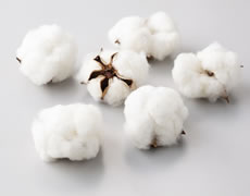 Cotton Spunlace