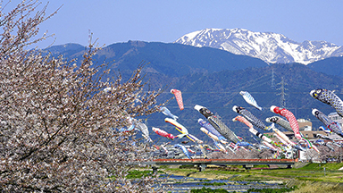 相川鯉のぼり一斉遊泳