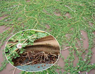 Weed Control Sheets